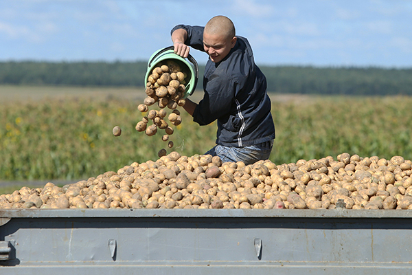 Прибиране на късни картофи