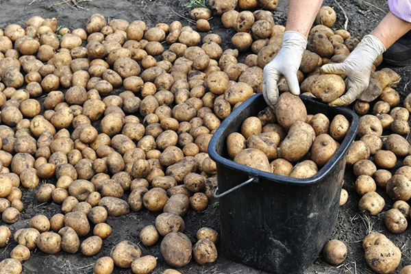 Sortera de grävda potatisarna