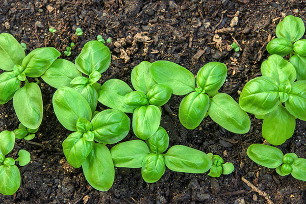 Basil sprouts