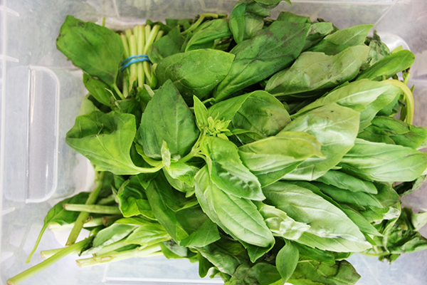 Fresh basil in a container
