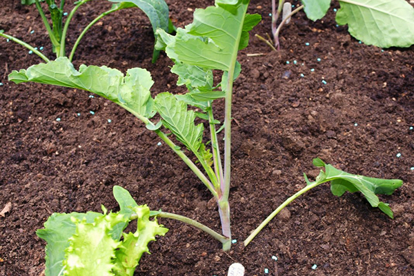 Plantera broccoli i trädgården