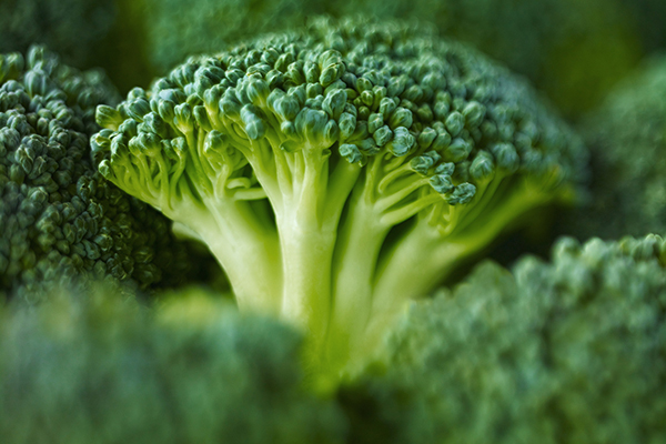 Broccoli inflorescence