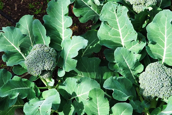 Broccoli în creștere
