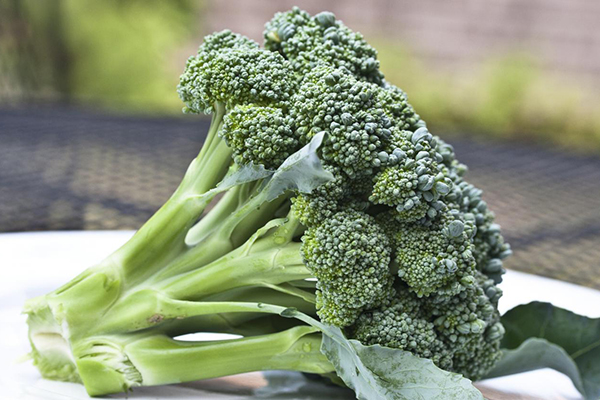 Färsk broccoli