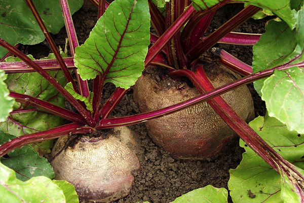 Ripe beets in the garden