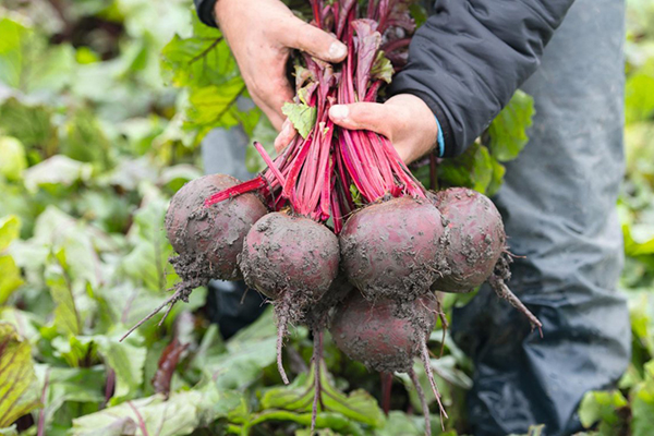 Harvesting beets from the garden