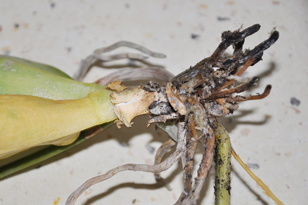 Root mite infested orchid