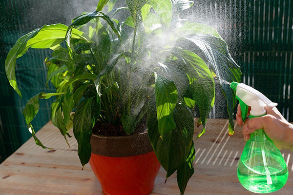 Spraying a houseplant