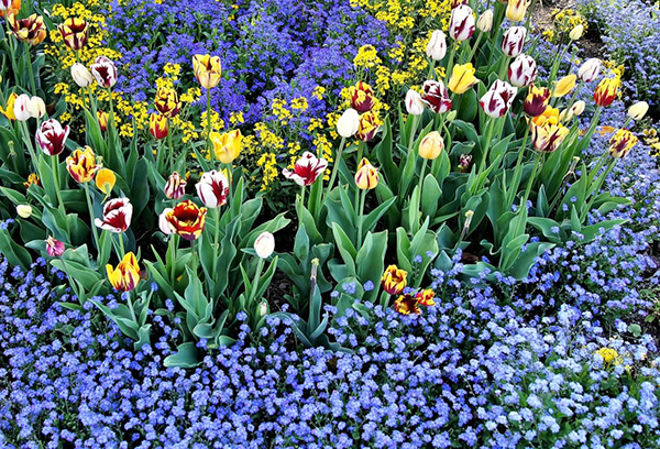Flowerbed with tulips and forget-me-nots
