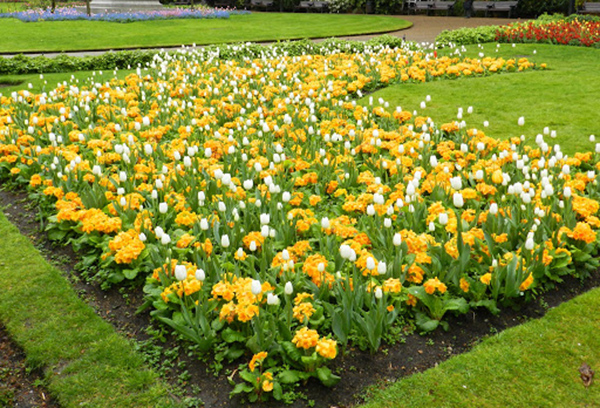 Flowerbed with perennial primroses