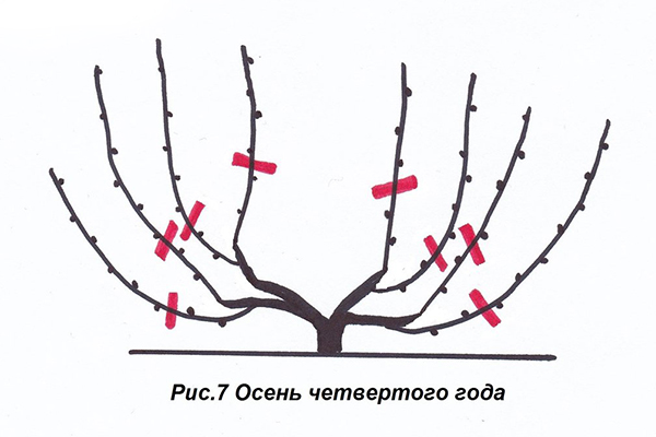 Схема на подрязване на грозде през есента на четвъртата година