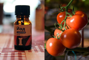 Iodine for feeding tomatoes