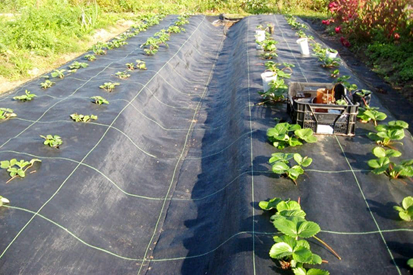 Plantera jordgubbar för att täcka material