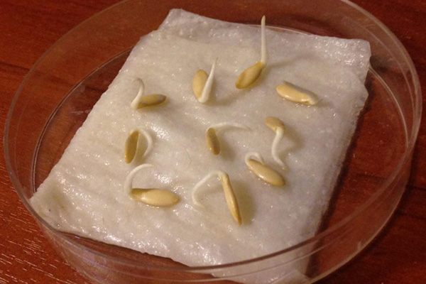 Semințe de castravete încolțite