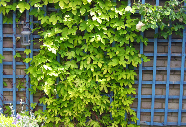 شبكة خشبية على الحائط كدعم لتسلق النباتات