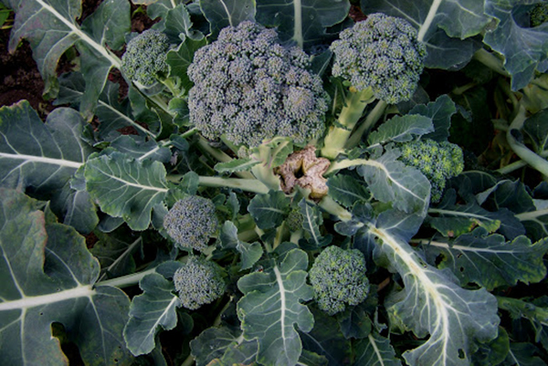 Broccoli la umbra