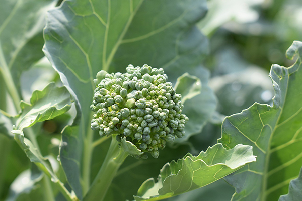 Inflorescență cu broccoli
