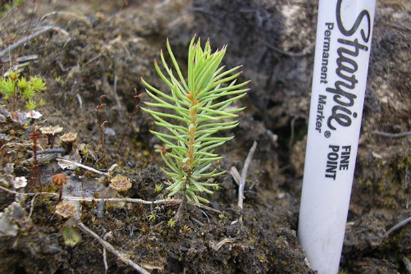 Little spruce seedling