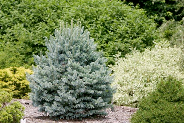 Blue spruce on the site