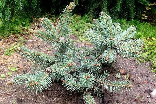 Growing spruce