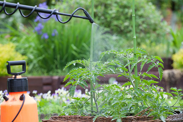 Spraying tomatoes