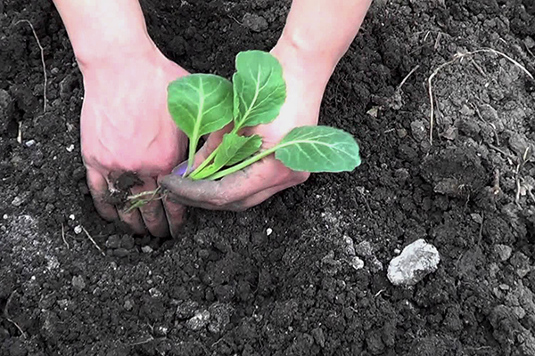 Planting cabbage seedlings in open ground