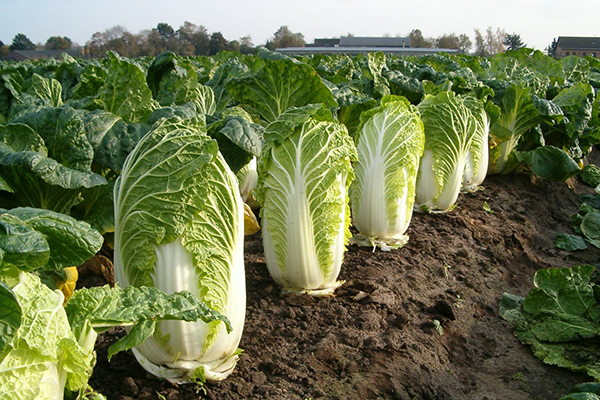 Growing Chinese cabbage