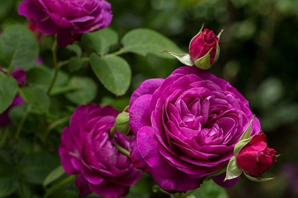 Hoa hồng nở trong vườn