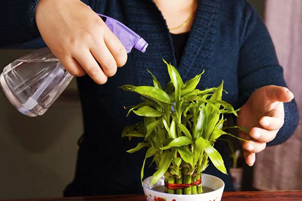 Pulverizarea unei plante de apartament