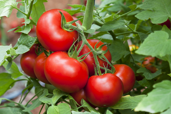 Zrelé paradajky na konári