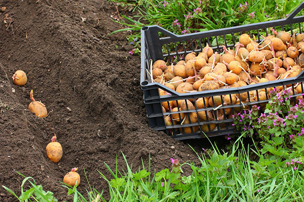 Засаждане на картофи
