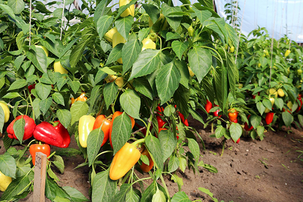 Cultivo de pimiento en una zona soleada.