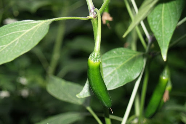 Pimienta amarga