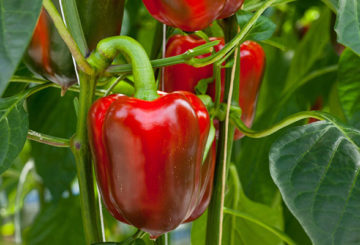 Red bell pepper on a bush