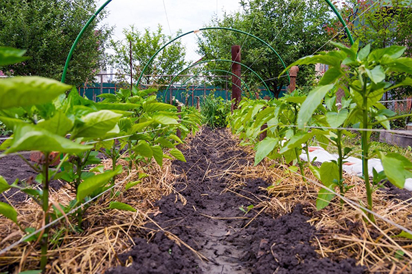 Tuinbedden met peper in het open veld