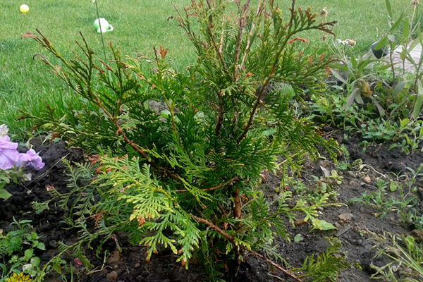 Thuja turns yellow after planting