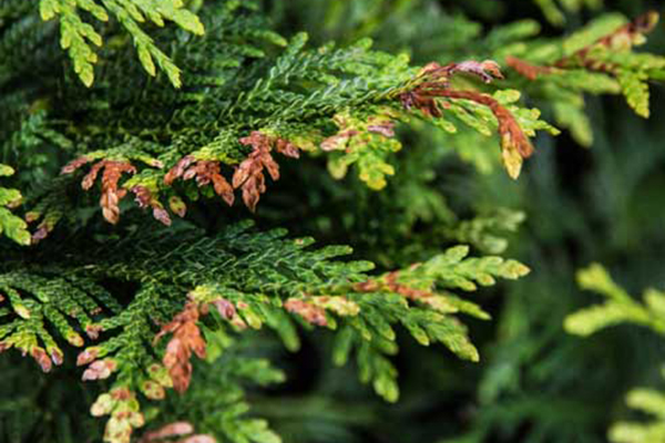 The tips of thuja shoots turn yellow