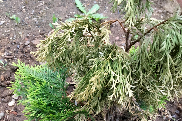 Thuja dies from lack of moisture